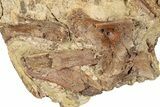 Dinosaur Tendons and Bones in Sandstone - Wyoming #284361-2